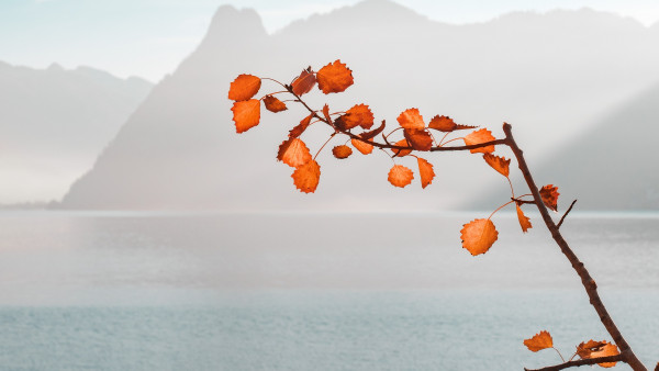 Rusty leaves on twig
