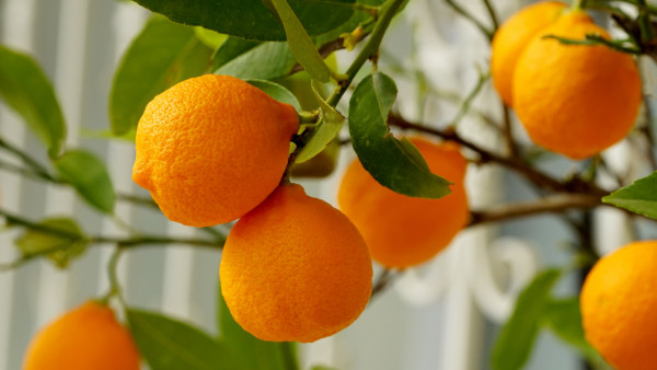 Natural oranges