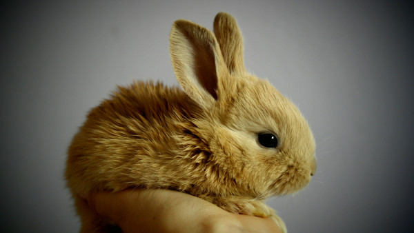 Small rabbit