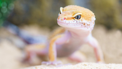 Gecko portrait