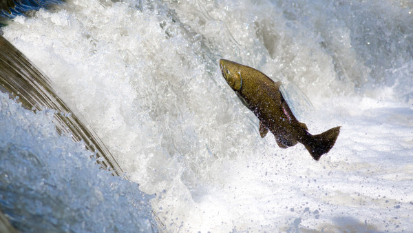 Salmon jumping over waterfall