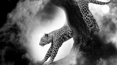 Leopard under the Moon