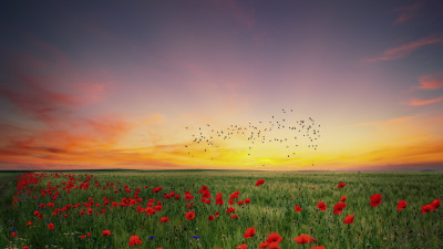 In the poppies field