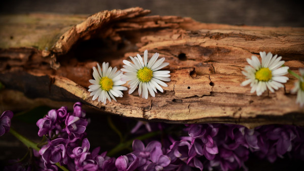 Old wood, lilac and daisy flowers