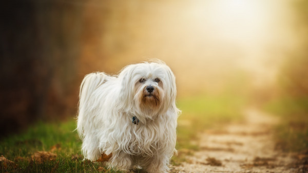 Havanese dog breed