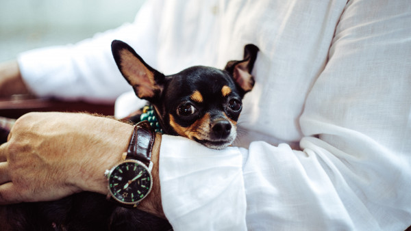 Man with his chihuahua