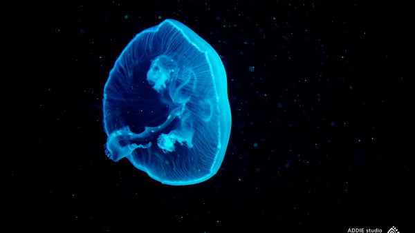 Blue jellyfish