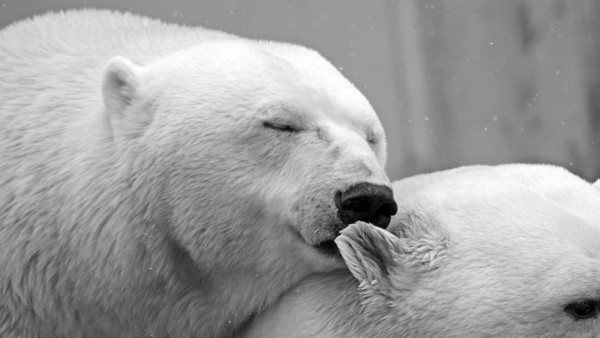 Polar bears