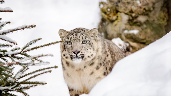 Snow leopard
