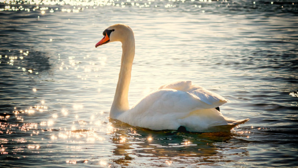 Swan on lake