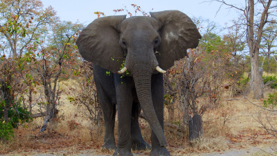 Wild elephant