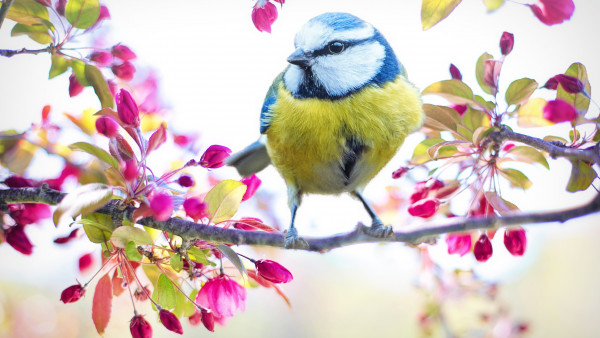 Blue tit