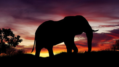 Elephant silhouette