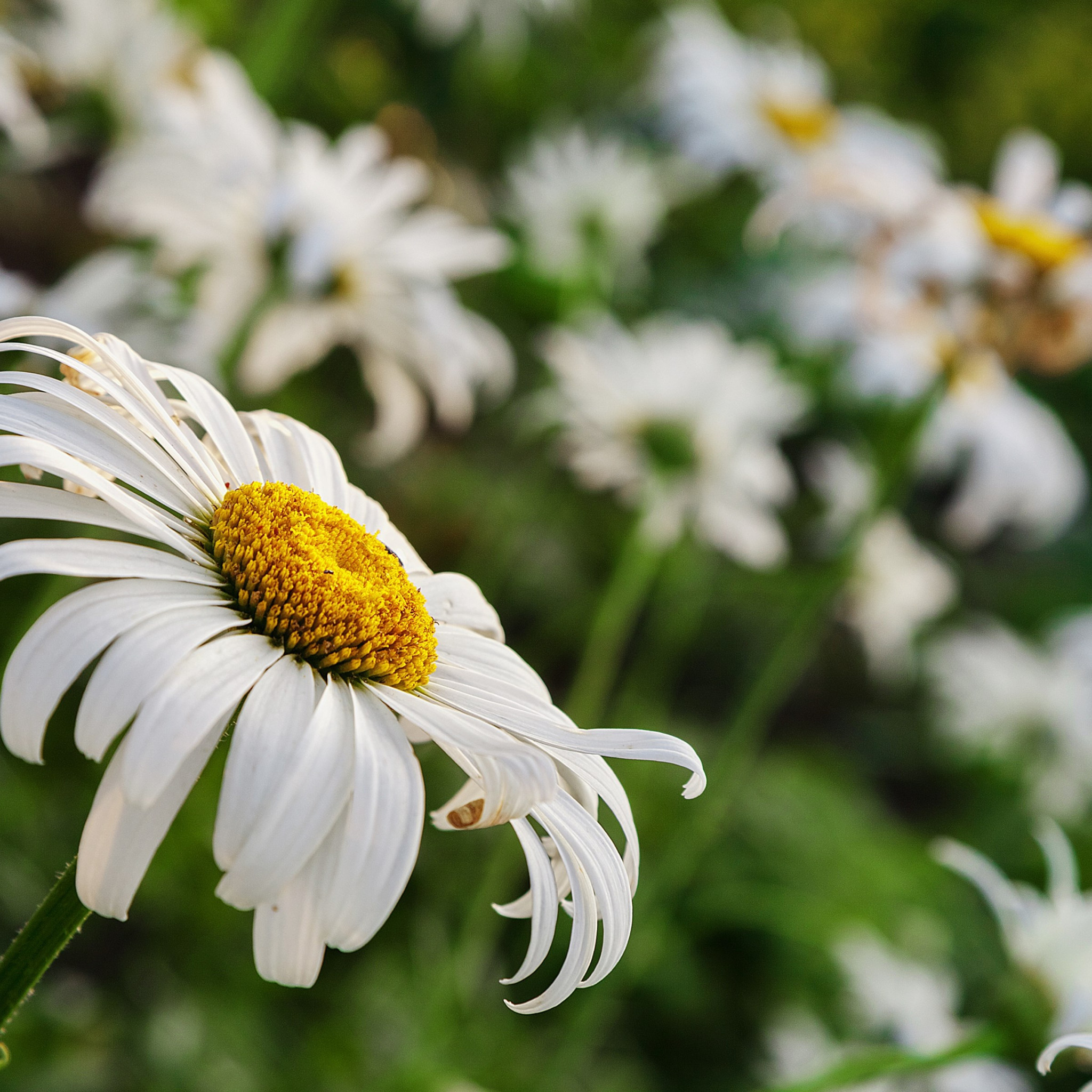 Daisy flower wallpaper 2048x2048