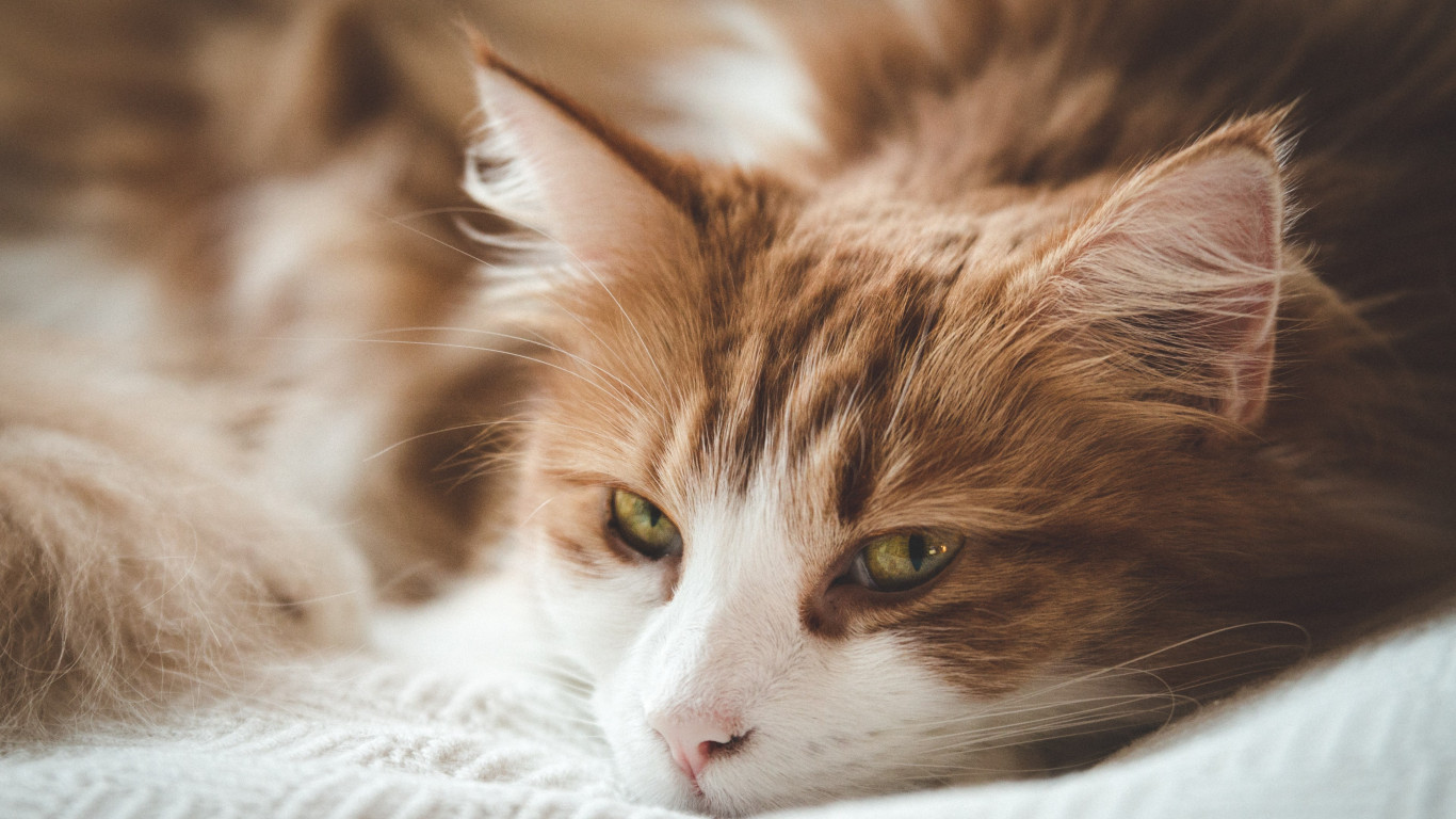 Sleepy orange cat wallpaper 1366x768