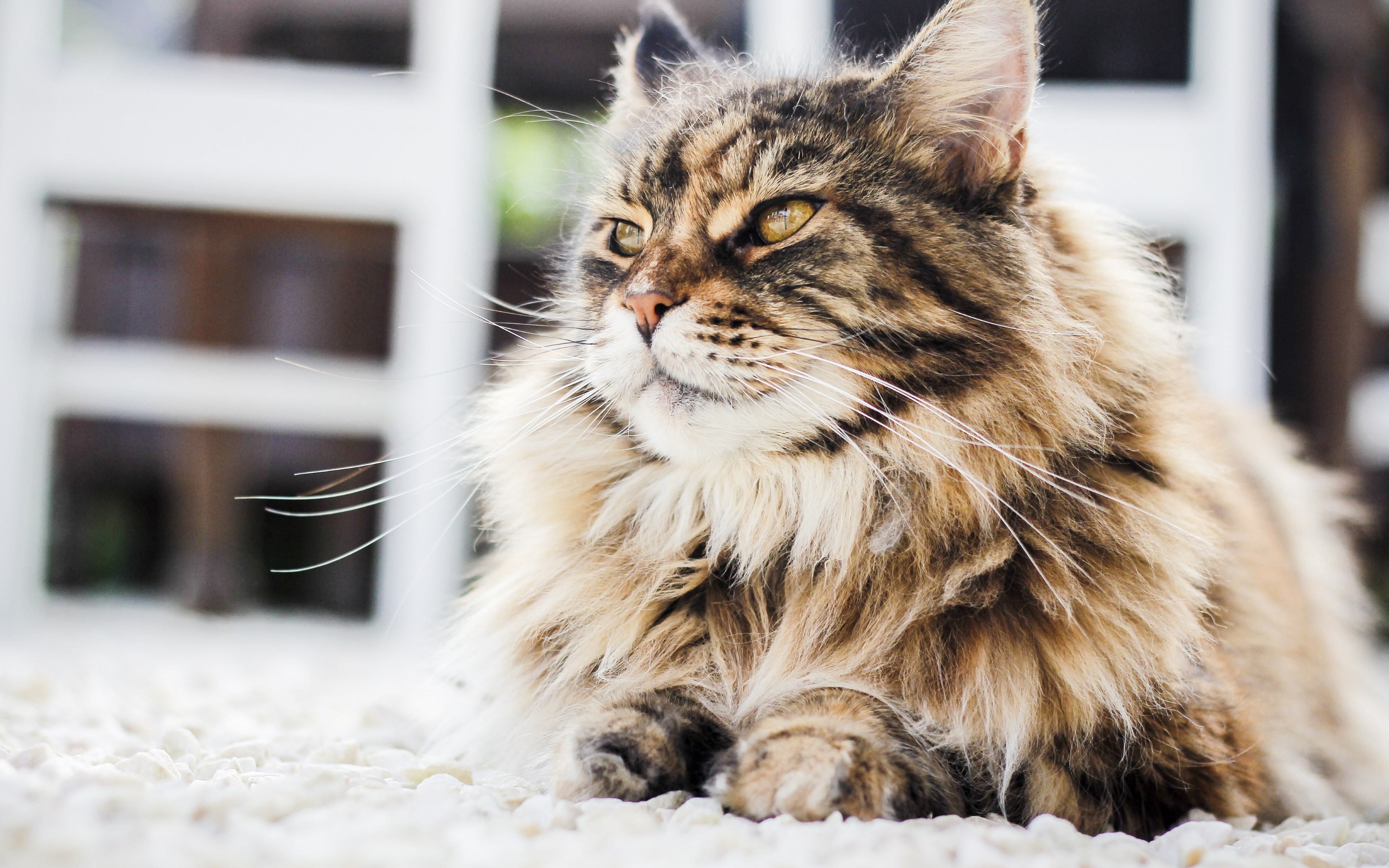 Persian cat wallpaper 3840x2400