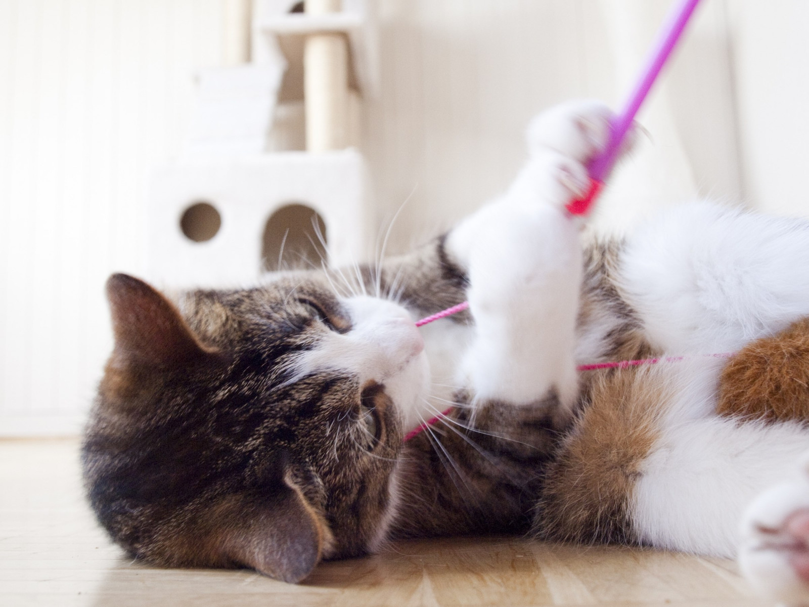 Kitten having fun wallpaper 1280x960