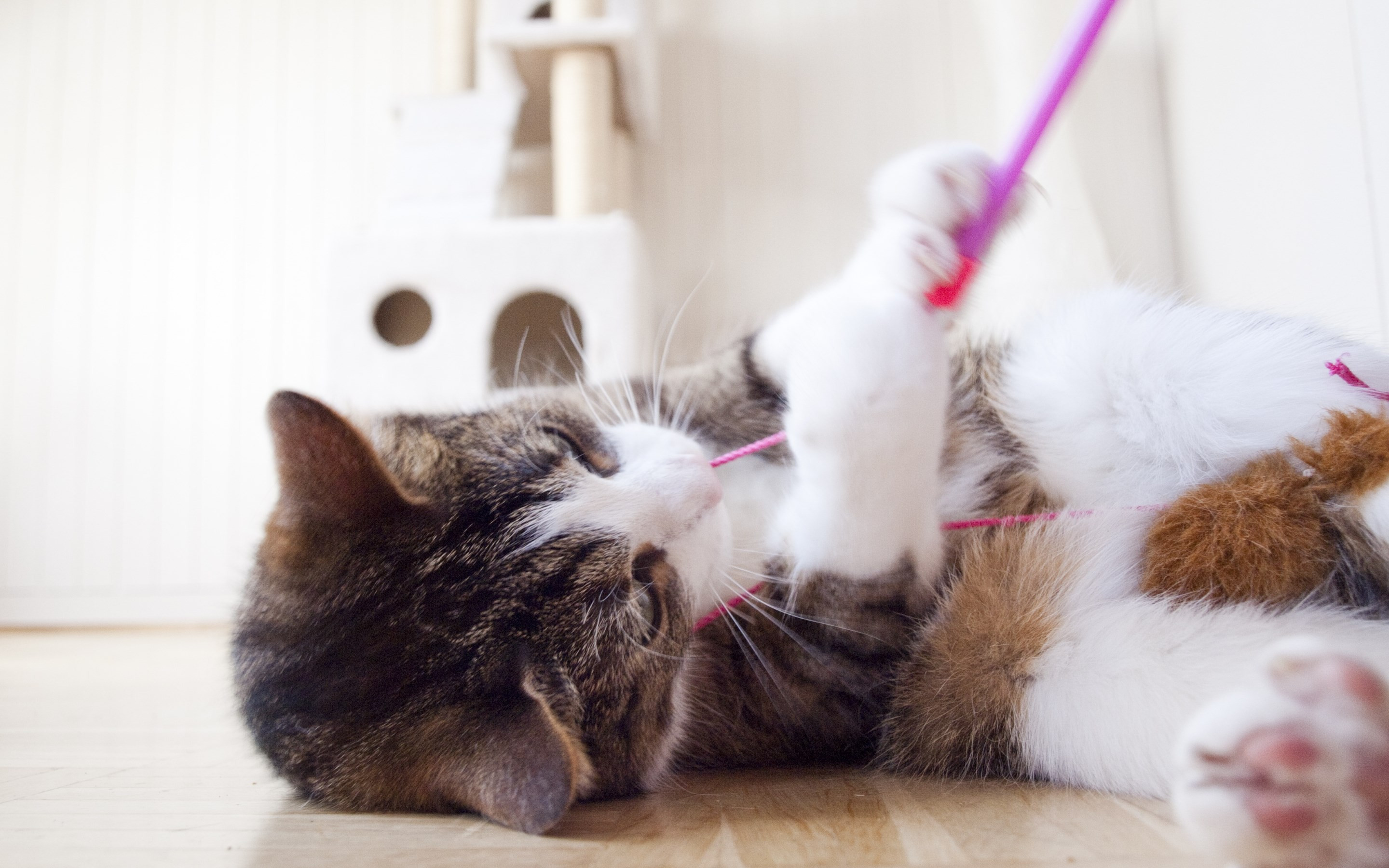 Kitten having fun wallpaper 2880x1800