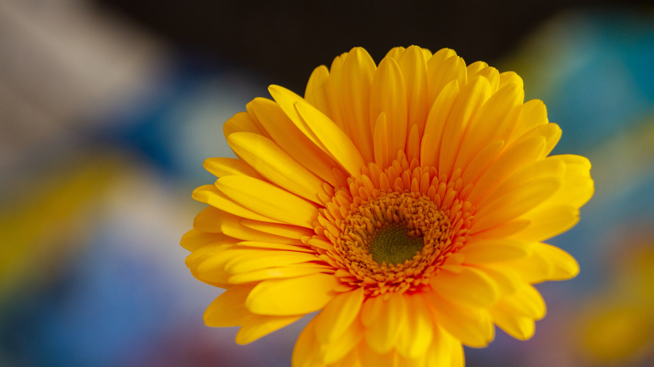 Gerbera flower wallpaper 1280x720