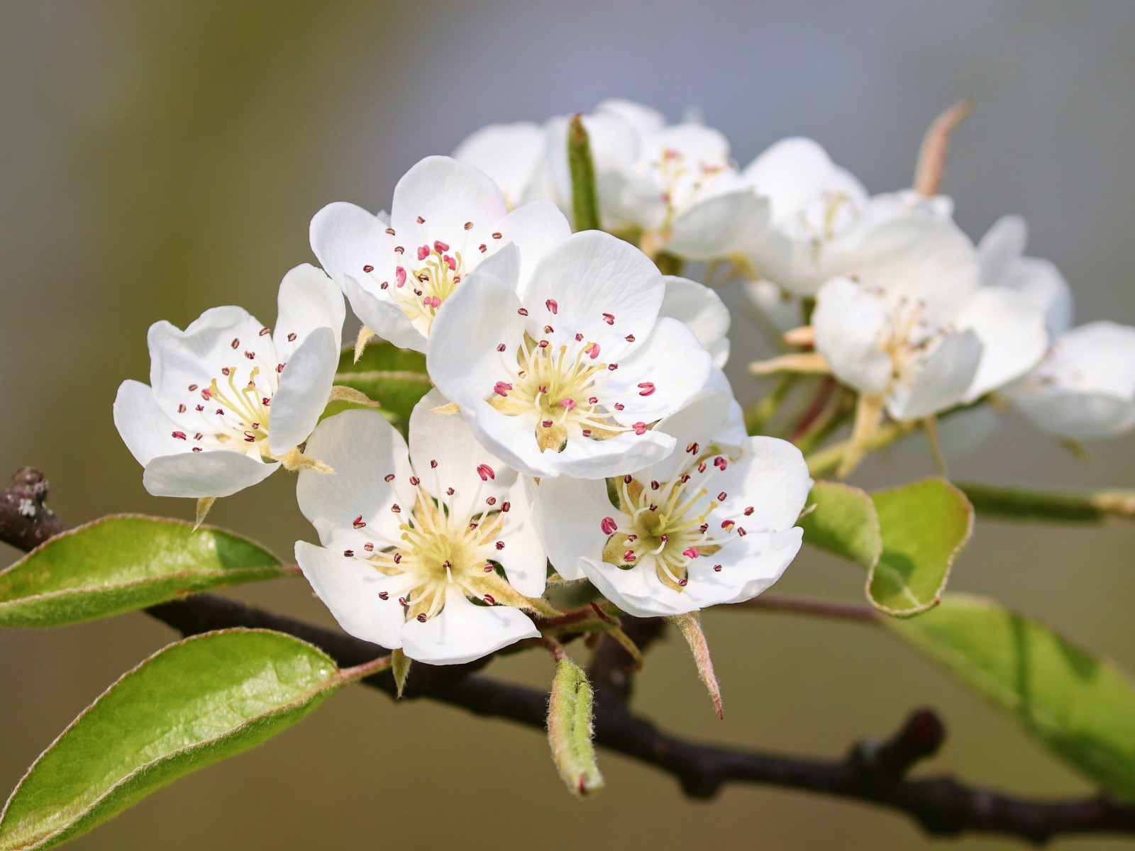 Pear blossom wallpaper 1600x1200