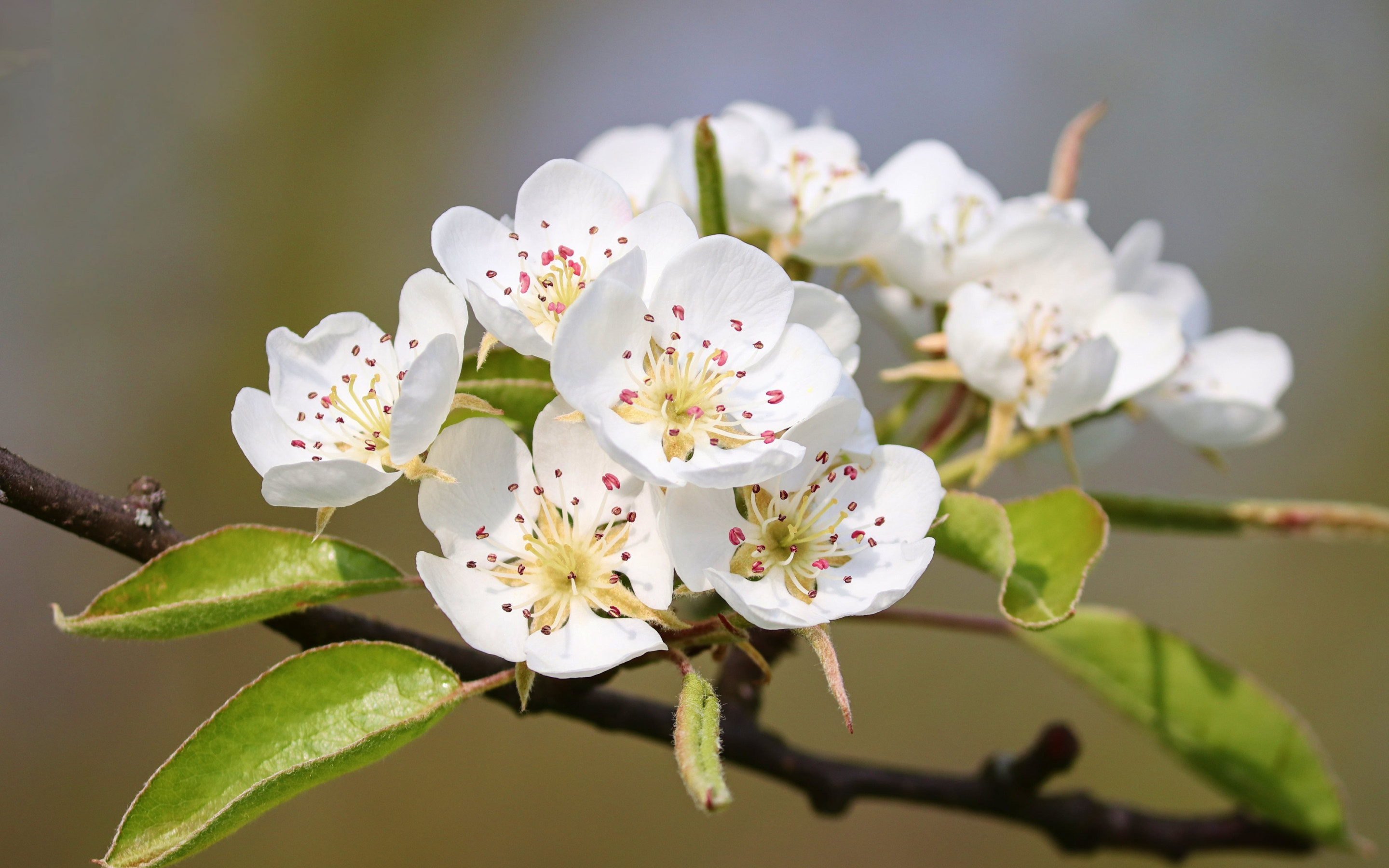 Pear blossom wallpaper 2880x1800