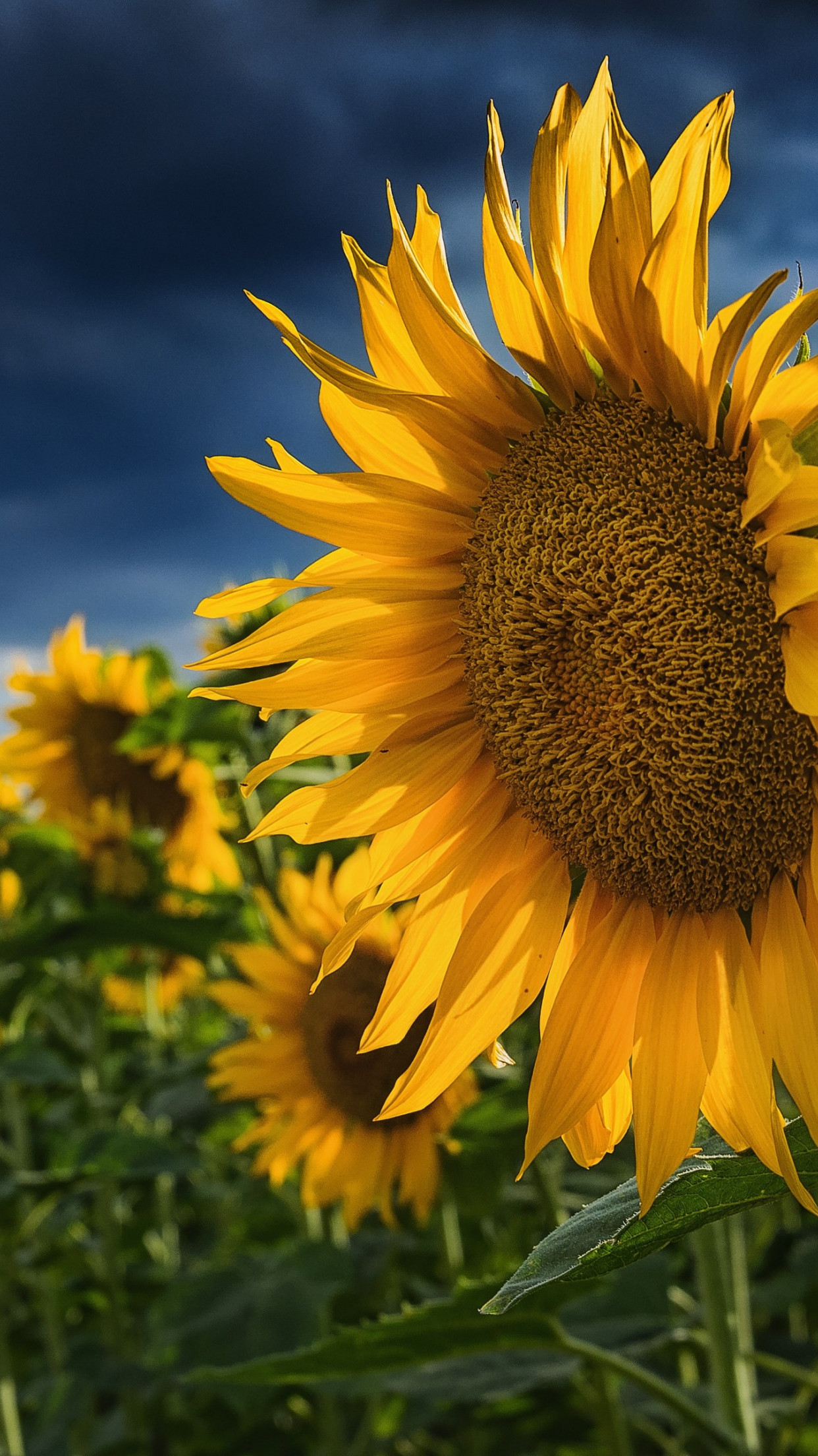 Blooming sunflowers wallpaper 1242x2208